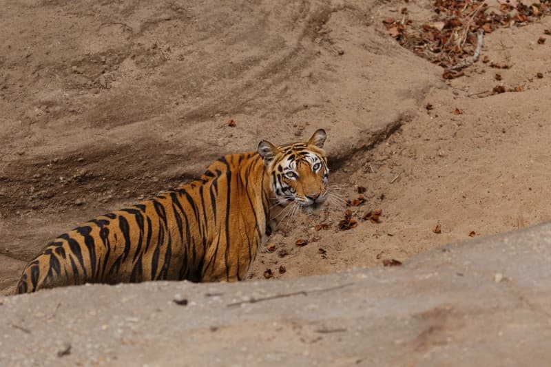 Into the Welcoming Wild