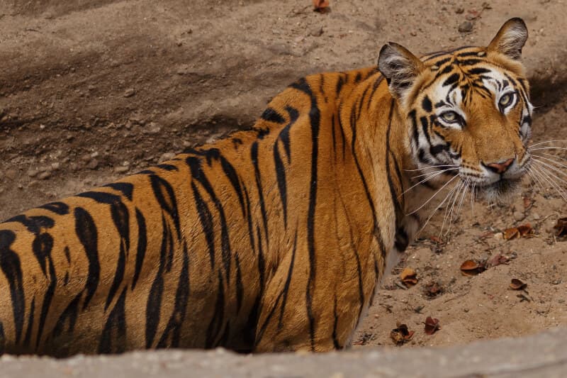 Tiger, Tiger, burning bright.