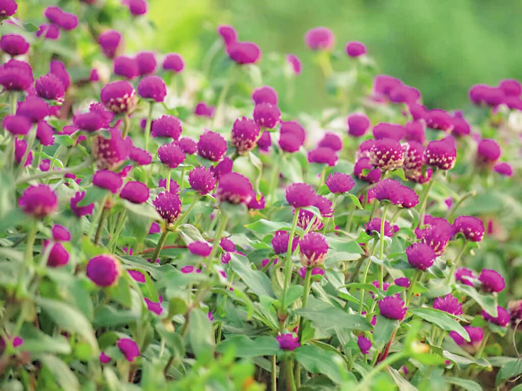 Vadamalli flowers