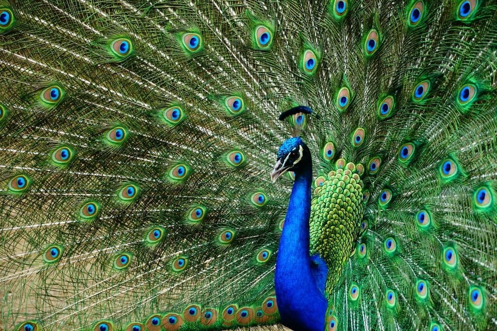 Mayurkonthi, the electric, luminous colour of a peacock’s neck, instantly conjuring the iridescent movement of light on feathers