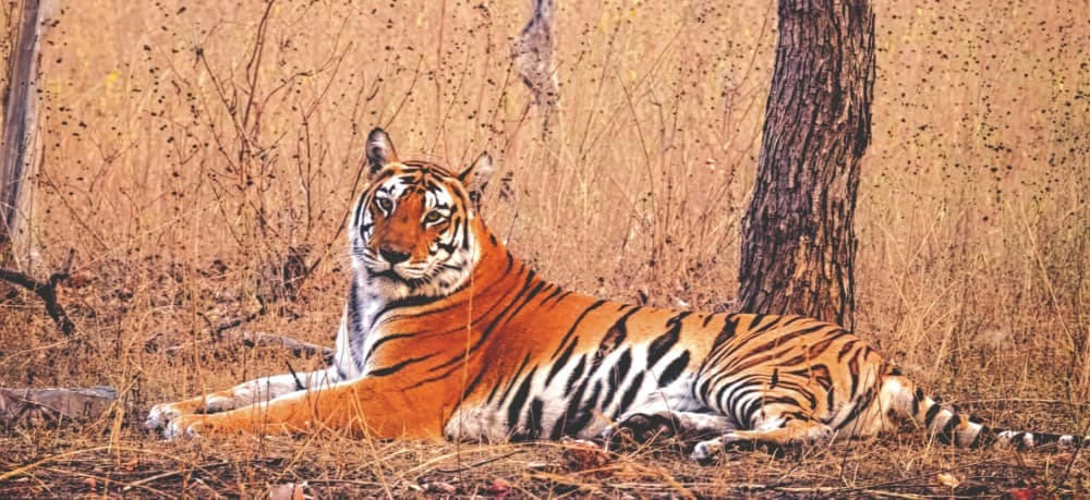 “My happiest moments are when I can go and just watch animals”, says Karanth.