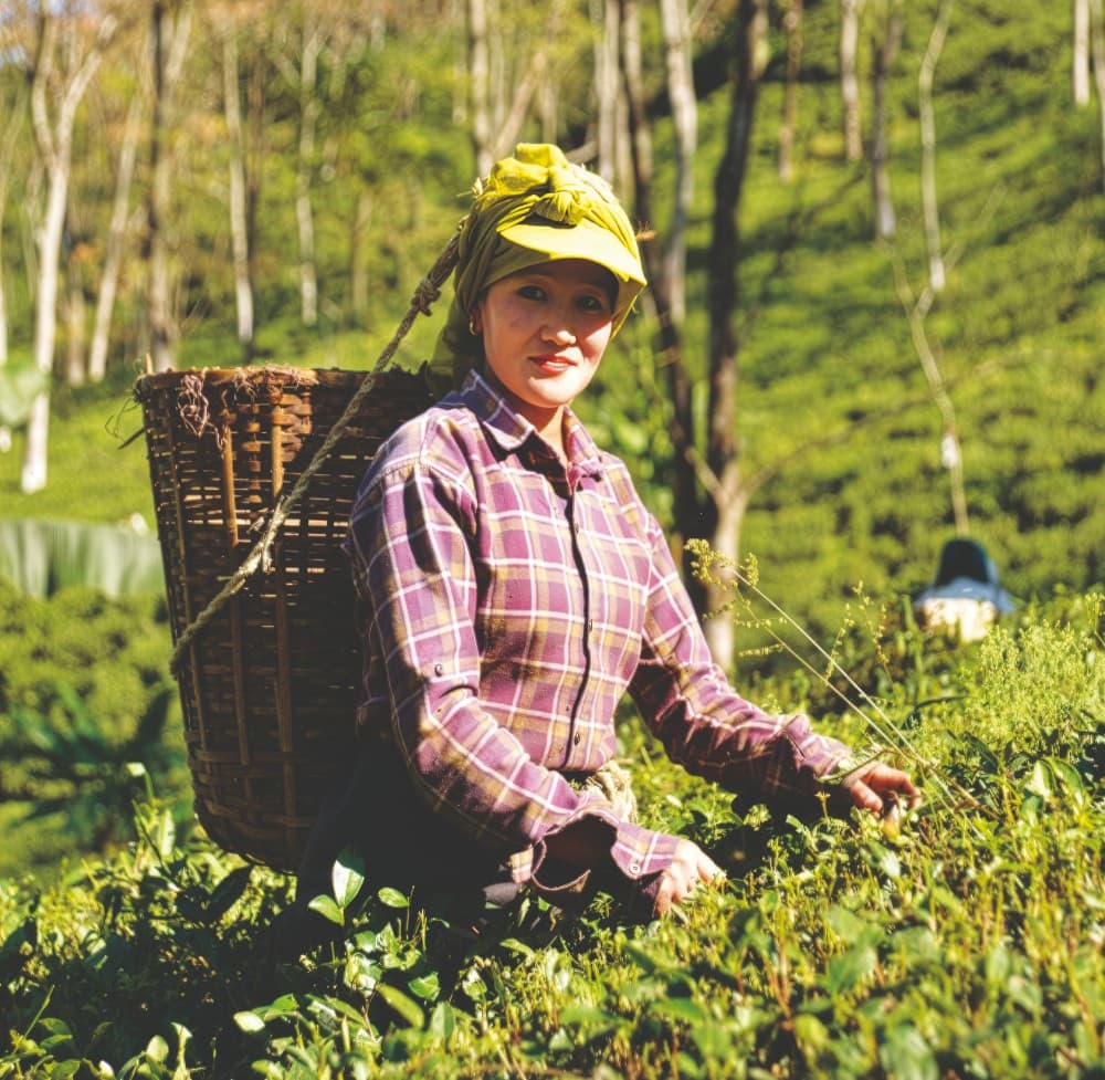 Tea pluckers at Chamong Tee
