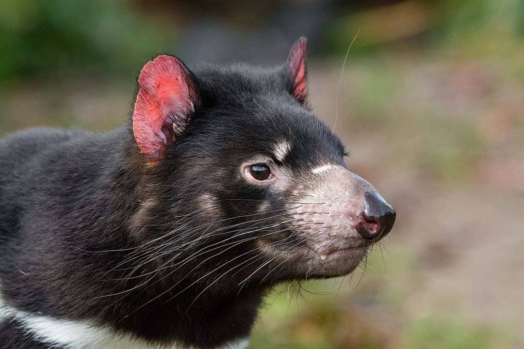 The Tasmanian devil, an iconic carnivorous marsupial, is another wildlife superstar