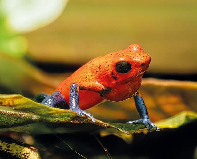 The strawberry poison dart frog from Central America, a recurring character in Attenborough documentaries.