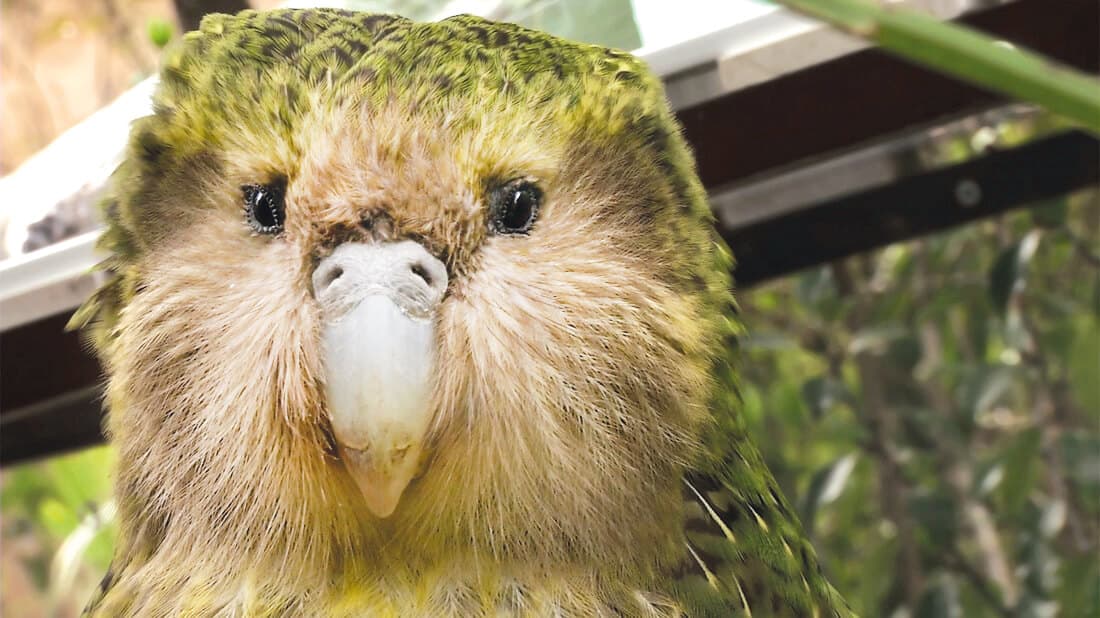 Sirocco, the New Zealand kakapo parrot from Sirocco: How a Dud Became a Stud, Kapur’s debut film