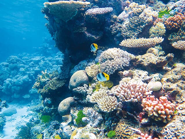 “I was so taken aback… I forgot… to breathe,” is how Attenborough described his first scuba dive on the Great Barrier Reef back in 1957.