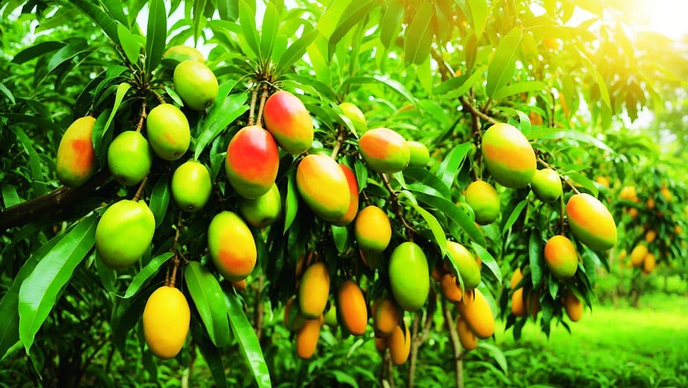 A bushel of ripening mangoes