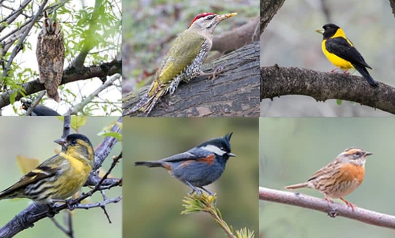 Clockwise from top left: A long-eared owl, scaly-breasted woodpecker, black-and-yellow grosbeak, Rufous-breasted accentor, coal tit and Eurasian siskin.