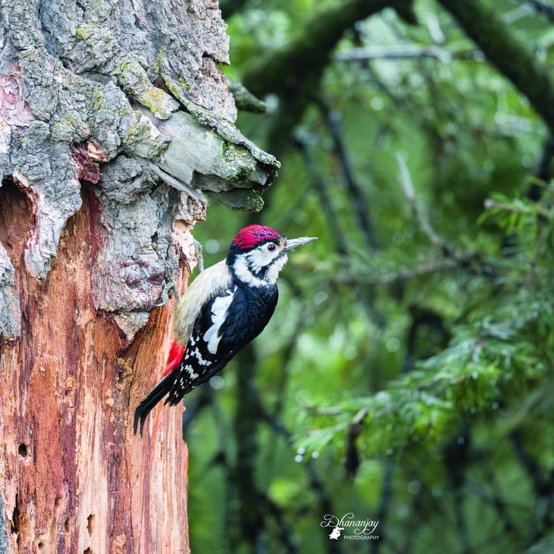 Through a Birder’s Lens