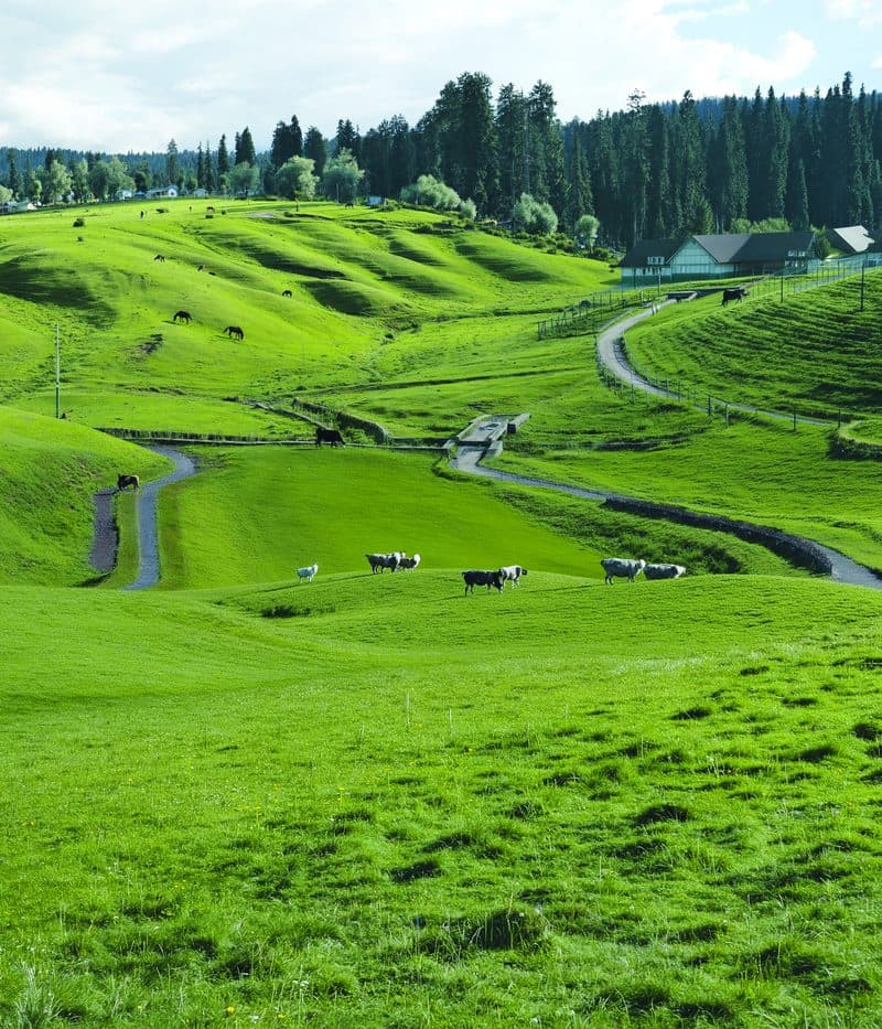 The rolling meadows of Yousmarg