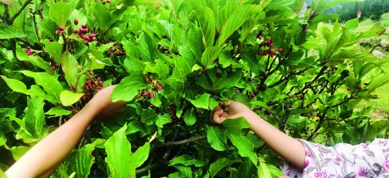 Treat yourself to nature’s hidden candy — kilmish or kulmach — growing wild on bushes