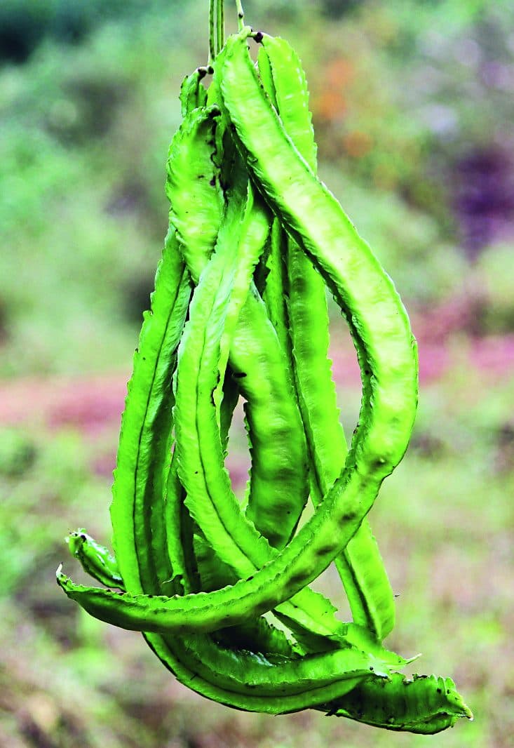 The winged bean is a nutrient-rich climbing plant grown in kitchen gardens in Meghalaya. Every part of the plant is edible