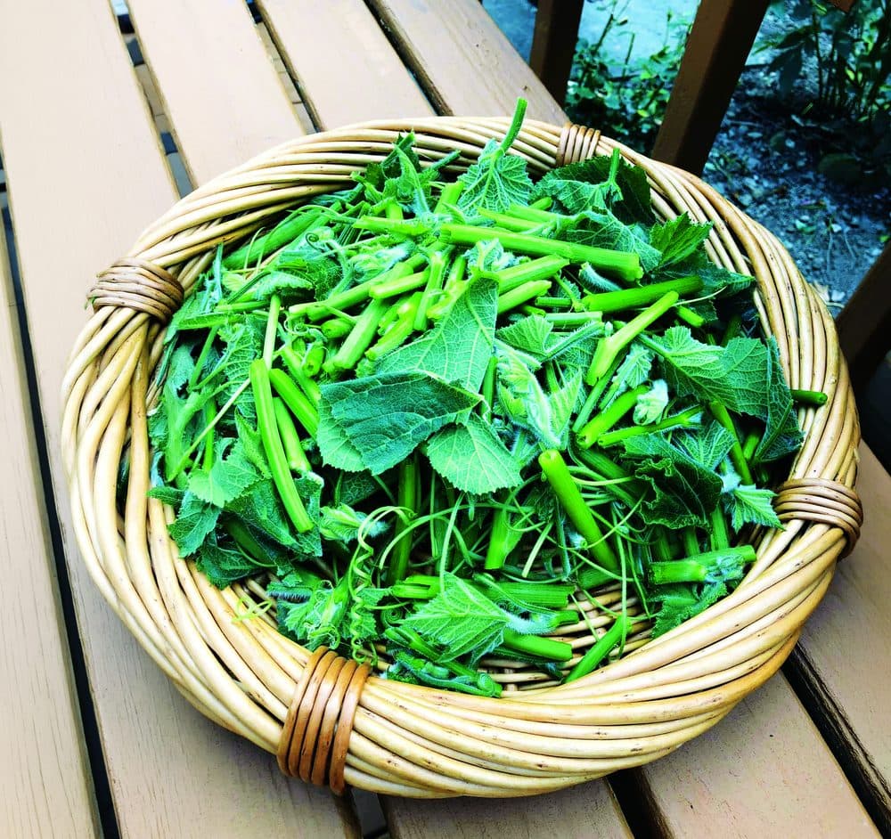 Pumpkin shoots are most often torn rather than chopped with a knife