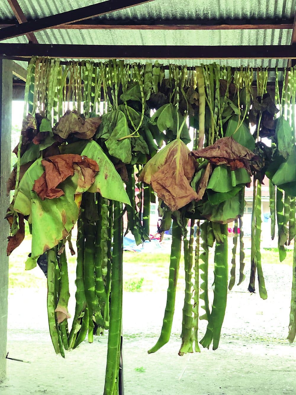 Dried yam leaves.