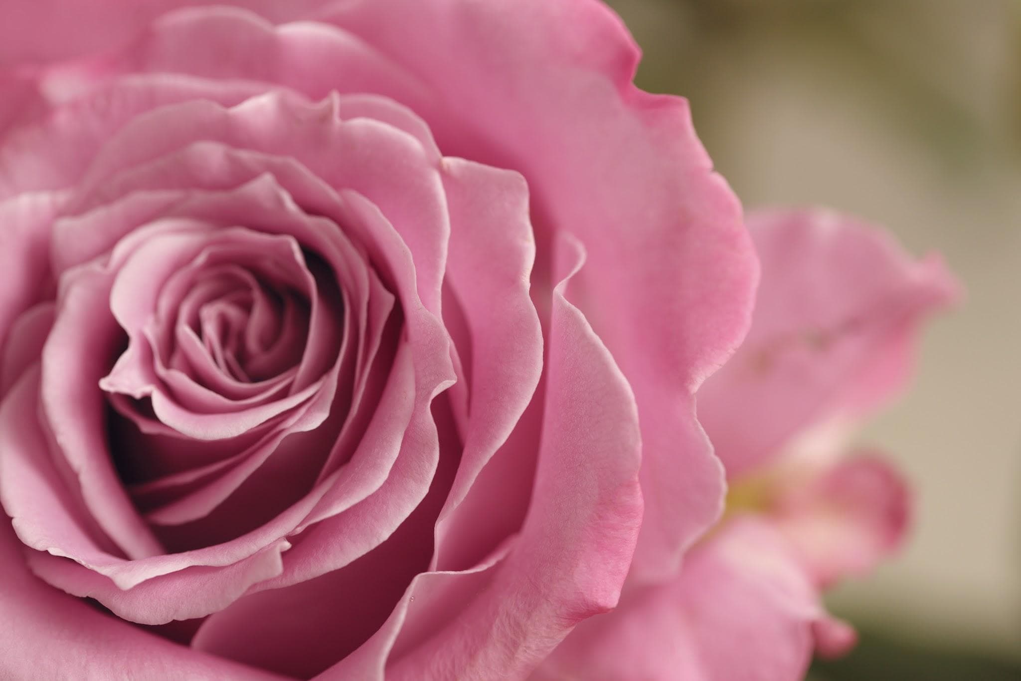 The rose is valued for its cooling, healing and rejuvenative qualities